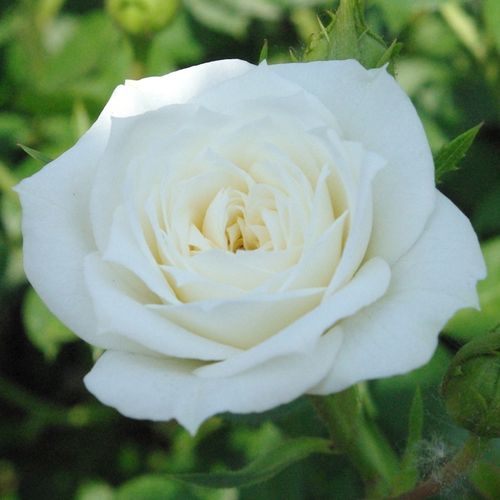 Shop - Rosa Bianco™ - weiß - zwergrosen - duftlos - Anne G. Cocker - Geeignet für Randbeete,wirkt schön vor hohe Pflanzen gesetztt. Blüht durchgehend mit vielen Blüten.
